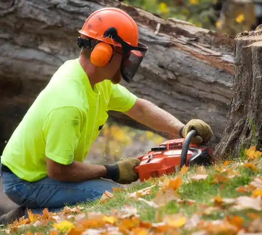 tree services Salem Heights